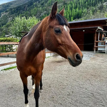 Le Panoramique & Relax 10 Min Da Courmayeur דירה